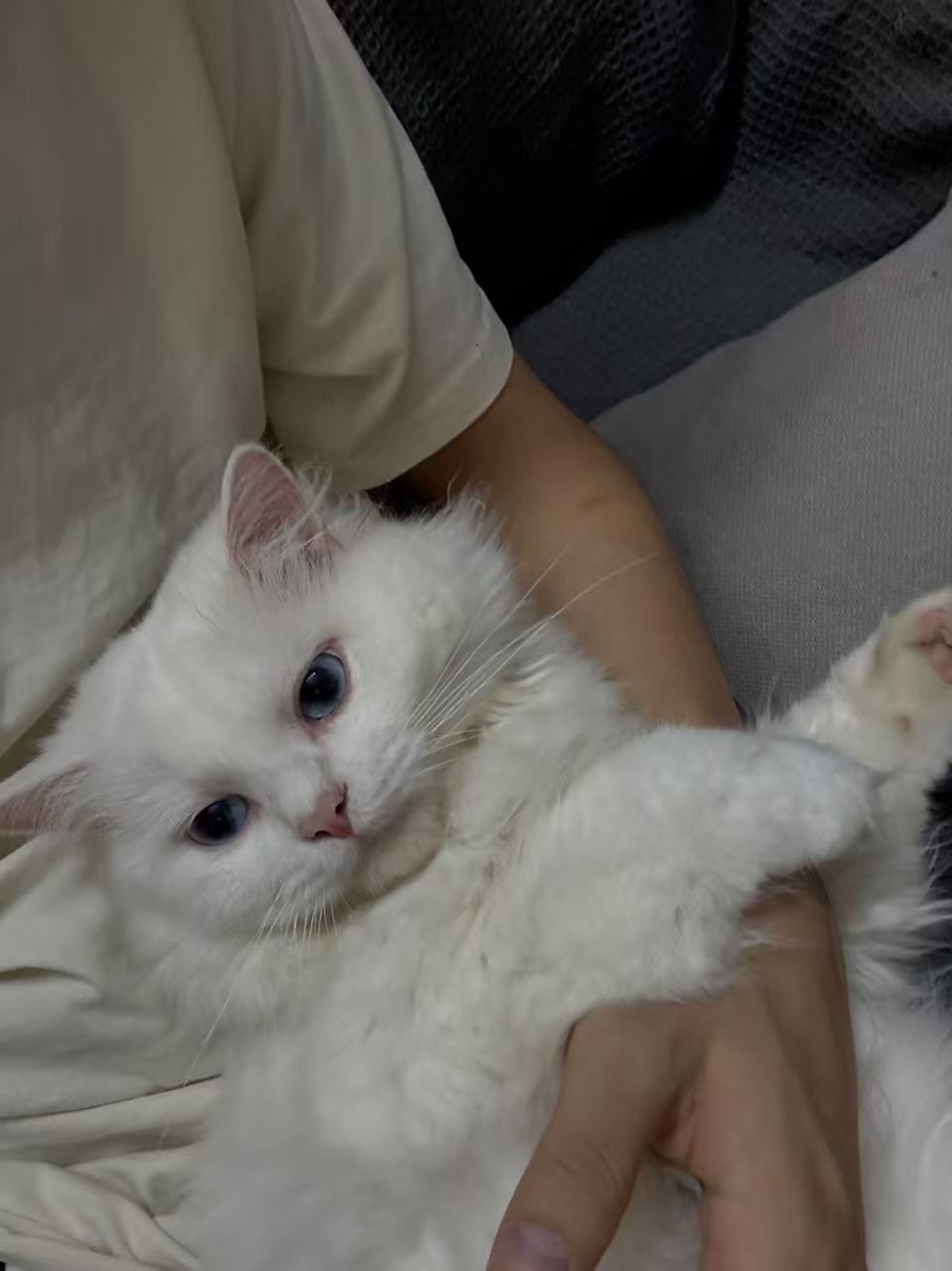 躺在怀里求抱抱的麻薯