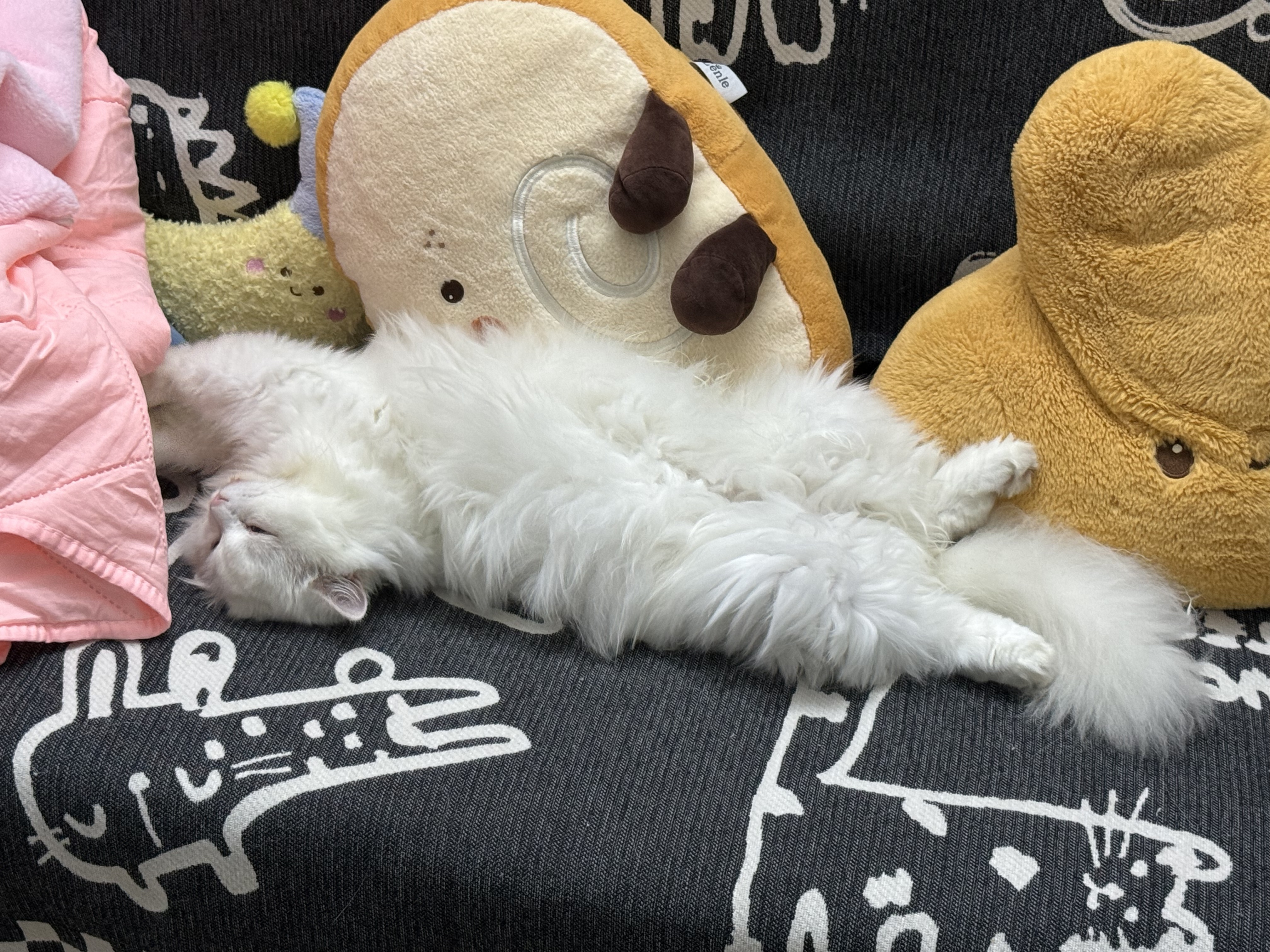 四仰八叉睡觉的麻薯