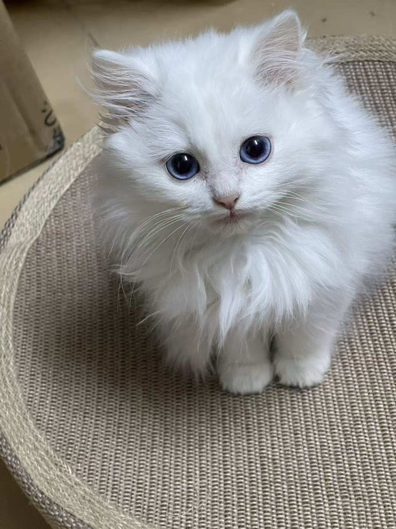 麻薯：坐在猫抓板上的白色小猫
