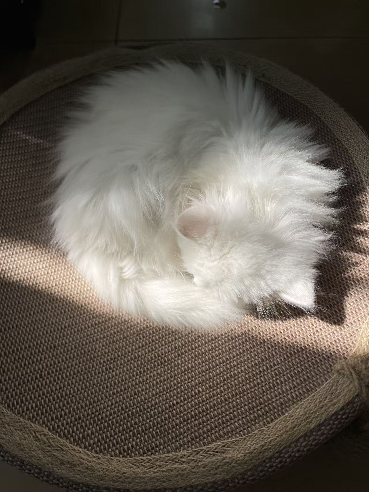 白色小猫在阳光下蜷缩休息
