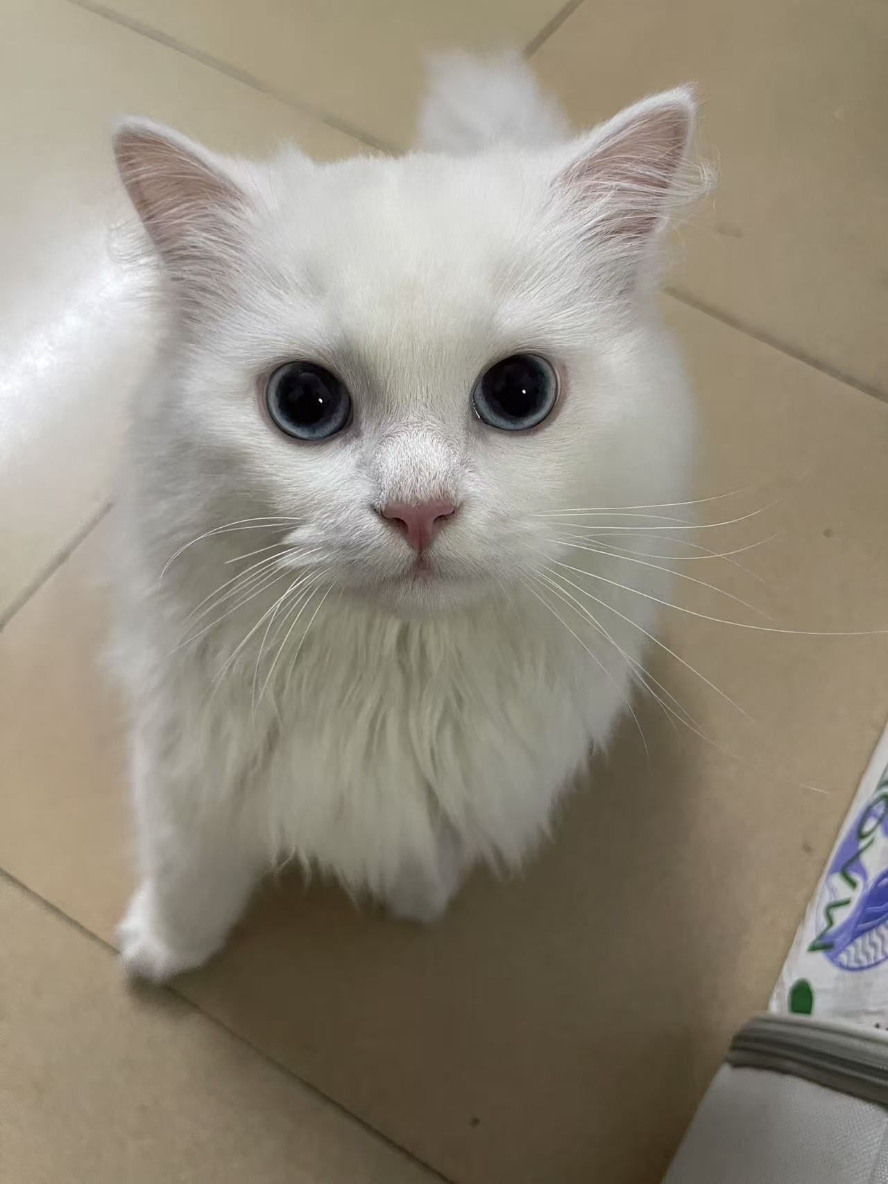 白色长毛小猫抬头看向镜头